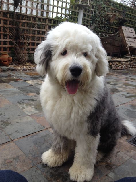 old english sheepdog puppy English Sheepdog Puppy, Old English Sheepdog Puppy, Sheep Dog Puppy, Personalized Leather Dog Collar, Dog Collar With Name, English Sheepdog, Leather Dog Collar, Old English Sheepdog