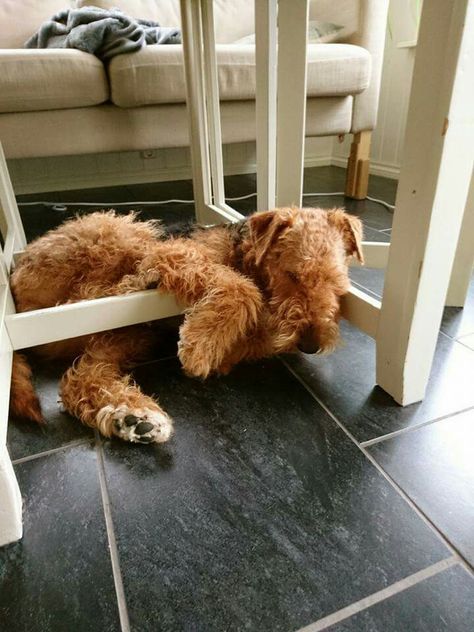 Airedale Sleep Position Airedale Dogs, Lakeland Terrier, Welsh Terrier, Irish Terrier, Wire Fox Terrier, Airedale Terrier, Sleeping Dogs, Fox Terrier, Dog Houses