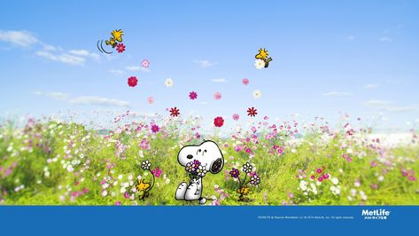 56+ Snoopy Spring Wallpapers on WallpaperPlay Snoopy Wallpaper Desktop, Charlie Brown Cartoon, Peanuts Wallpaper, Iphone Wallpaper Yellow, Door Decs, Floral Wallpaper Iphone, Snoopy Images, Snoopy Wallpaper, Snoopy Pictures