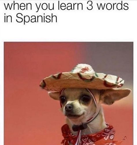 14 Funny Chihuahua Memes That Will Make You Laugh! | PetPress Chihuahua Breeds, Chihuahua Funny, Spanish Phrases, Spanish Memes, Memes Hilarious, Spanish Words, Memes Sarcastic, Learn Spanish, Memes Br