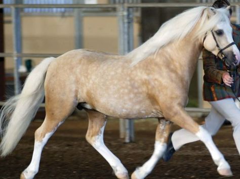 I got: You are a... Welsh Pony! What Horse Breed Are You? It's funny because I actually am part welsh. Horse Playing, Welsh Ponies, Welsh Pony And Cob, Palomino Horses, Stunning Horses, Smile Makers, Haflinger Horse, Welsh Pony, Pony Breeds