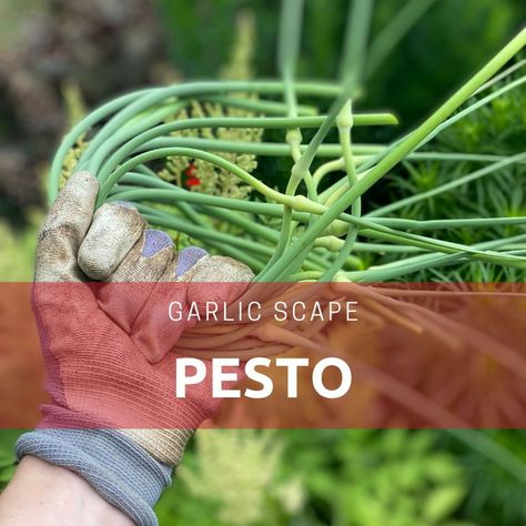 Garlic Stems Recipe, Pickled Garlic Scapes, Scape Recipes, Garlic Plants, Scape Pesto, Garlic Scape Pesto, Basil Pesto Pasta, Garlic Scapes, Me Neither