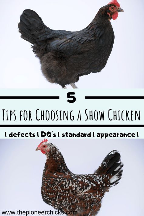 5 Tips for Picking out Show Chickens- know how to choose a show chicken based on defects, disqualifications, breed standard, appearance, behavior, and health. Pick out the best show birds to do well in your next poultry show! | The Pioneer Chicks | show chickens | poultry shows | exhibiting | 4-H | poultry showmanship | #showing | #poultryshow | #4H | #showchickens | #fancy | 4h Chicken Showing, Showing Chickens For 4h, Poultry Showmanship, Chicken Showing, 4h Animals, 4h Activities, Show Chickens, Livestock Showing, 4h Projects