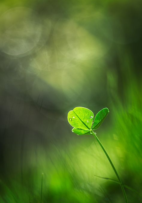 https://flic.kr/p/q5GeBb | Wishful Monochromatic Art, Green Nature, World Of Color, Green Leaf, Macro Photography, Flower Drawing, Pretty Flowers, The Door, Shades Of Green