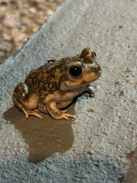 Toad Photograph, Potato Frog, Natterjack Toad, Toad Aesthetic, Frog Images, African Bullfrog, Toad Animal, Gazing Globe, Frog Pictures