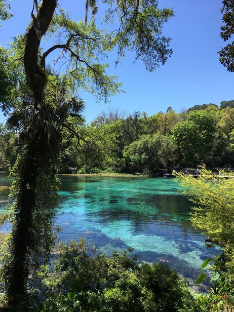 Rainbow River Florida, Rainbow Springs Florida, Dunnellon Florida, Rainbow Springs State Park, Rainbow Park, Rainbow River, Art For Walls, Rainbow Springs, Florida State Parks