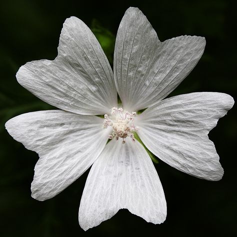 Musk-mallow / Moschus-Malve (Malva moschata 'Alba') Malva Moschata, Musk Mallow, Mallow Flower, Simply White, Beautiful Flower, Dandelion, Beautiful Flowers, Tin, Plants