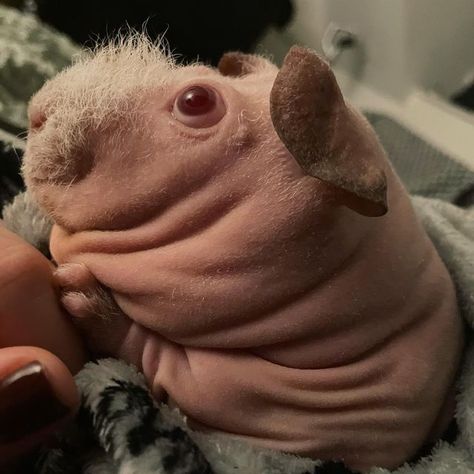 Long Haired Guinea Pigs, Hairless Guinea Pigs, Cutest Pokemon, Hairless Animals, Weird Looking Animals, Fat Animals, Guinea Pigs Funny, Ugly Animals, Baby Rats