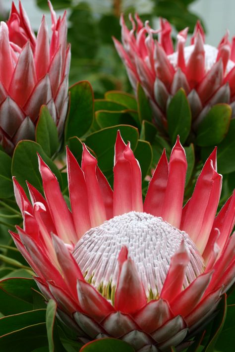 Red Protea Flower, Temp Blanket, King Protea Flower, Protea Plant, Flowers In Winter, Spring View, Flower Board, Art Final, King Protea