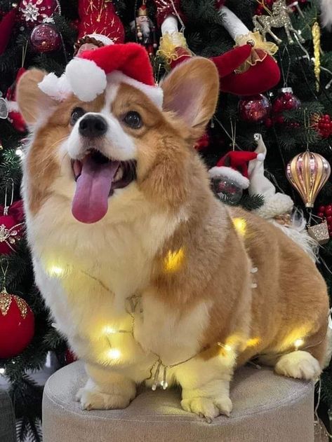 Baby Corgi, Funny Puppies, Puppy Funny, Cute Corgi Puppy, Funny Corgi, Corgi Puppies, Corgi Pictures, Cutest Puppies, Famous Dogs