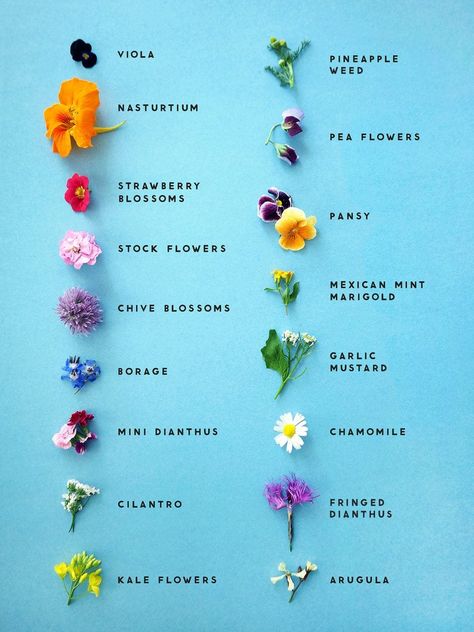 Easily Identify Edible Flowers With The Help Of This Graphic Coriander Flower, Flower Backyard, Truck Garden, Chive Blossom, Edible Flowers Recipes, Lucky Peach, Vegan Wedding Cake, Mint Flowers, List Of Flowers