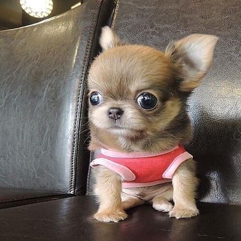 Cute Puppies & Small Dog - Follow us in Pinterest and Facebook for more Cute Images. Psy Chihuahua, Teacup Chihuahua Puppies, Baby Chihuahua, Teacup Chihuahua, Cute Animals Puppies, Very Cute Dogs, Cute Chihuahua, Chihuahua Puppies, Silly Animals