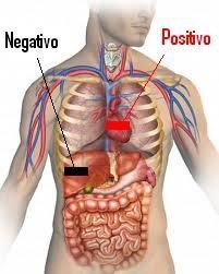 Human Body Diagram, Anatomy Organs, Human Body Organs, Bolesti Chrbta, Body Diagram, Human Pictures, Mammary Gland, Human Body Anatomy, Human Body Parts