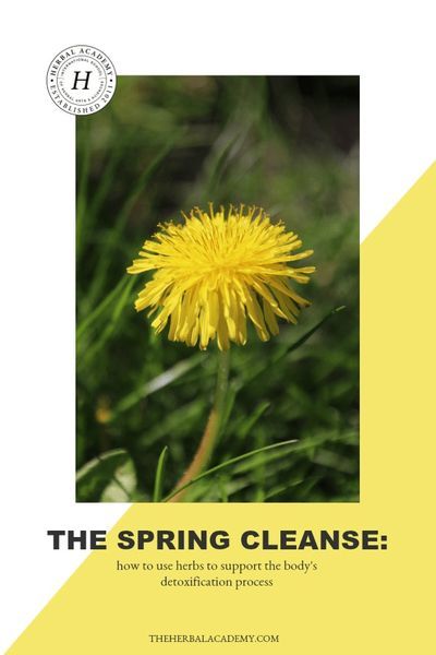 The Spring Cleanse: How To Use Herbs to Support The Body’s Detoxification Process | Herbal Academy | With spring being a season of growth and rebirth, we're sharing how you can use supportive herbs for cleansing this spring for a healthier you! Herbs For Cleansing, Detoxing Your Body, Spring Cleanse, Detox Herbs, Dandelion And Burdock, Natural Decongestant, Vintage Nature Photography, Herbal Academy, Body Detoxification