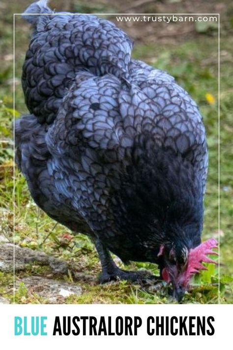 Blue Australorp Chickens: Origin, Characteristics, and More Australorp Chickens, Australorp Chicken, Never Go Back, Chicken Breeds, Go Blue, Chicken Coop, My Eyes, Coop, Beautiful Birds