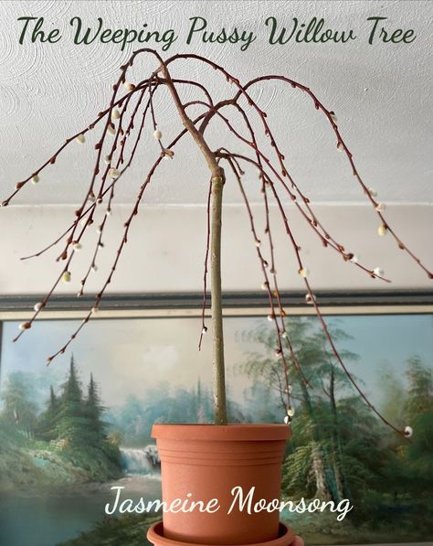 Mini Willow Tree, Weeping Pussywillow, Pussywillow Tree, Small Weeping Trees, Bead Trees, Food Growing, Weeping Trees, Dream Plants, Willow Trees