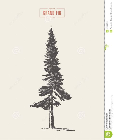 High Detail Vintage Grand Fir Tree, Drawn, Vector Stock Vector - Illustration of grand, outdoor: 124582712 Grand Fir Tree, Nature Sleeves, Evan Tattoo, Art Brainstorm, Leg Tats, Draw Trees, Grand Fir, Tattoo Man, Design Club