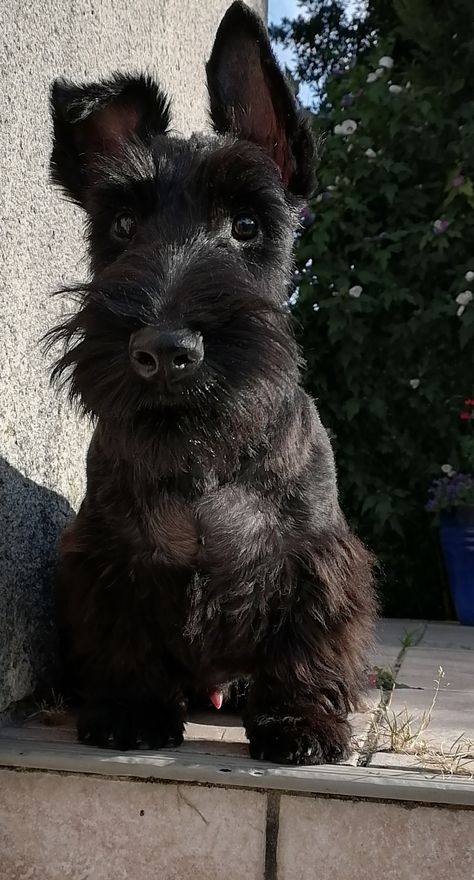 Black Scottish Terrier, Scottie Puppies, Scottish Terrier Puppy, Scottie Terrier, Scottie Dogs, Scottish Terriers, Scottish Plaid, Scottish Terrier, Cairns