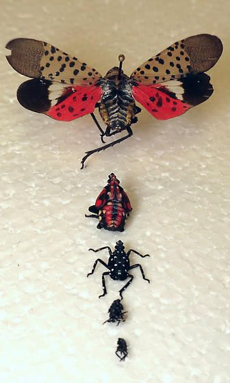 Lantern Bug, Lantern Fly, Spotted Lanternfly, Nature Classroom, Flying Lantern, Halloween Lantern, Fly Spray, Cool Insects, Halloween Lanterns