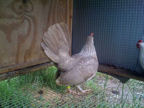 Fawn Duckwing Old English Bantams | BackYard Chickens - Learn How to Raise Chickens Old Lady Names For Chickens, Classic Old Frill Pigeon, Old English Bantam Chickens, Welsh Harlequin Duck, Baby Chicks Raising, Purple Cow, Barnvelder Chickens Eggs, How To Raise Chickens, Raise Chickens