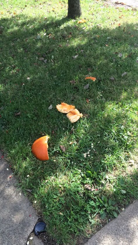 Smashed pumpkin Smashed Pumpkin, Stepping Stones, Outdoor Decor, Quick Saves, Home Decor, Home Décor