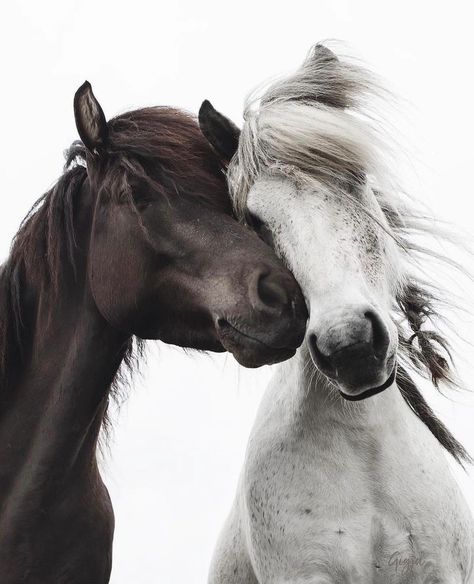 Horse Therapy, Horse Aesthetic, Soyut Sanat Tabloları, Most Beautiful Animals, Horse Life, Horse Photos, Black Horse, Pretty Horses, Horse Photography