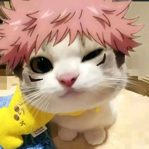 Jjk Cat Pfp, Silly Anime Pfp, Sukuna Cat, Yuji Itadori Pfp, Anime Cat Pfp, Funny Anime Pfp, Yuji Pfp, Itadori Pfp, Yuji Icon