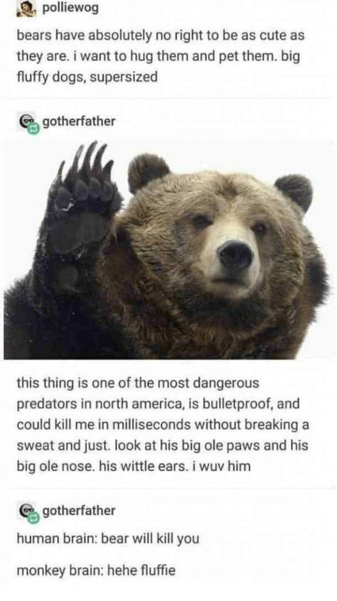 Fluffie Forbidden Cats, Big Fluffy Dogs, Timmy Turner, Tumblr Post, Fluffy Dogs, Funny Tumblr Posts, Funny Animal Memes, The Bear, Too Cute