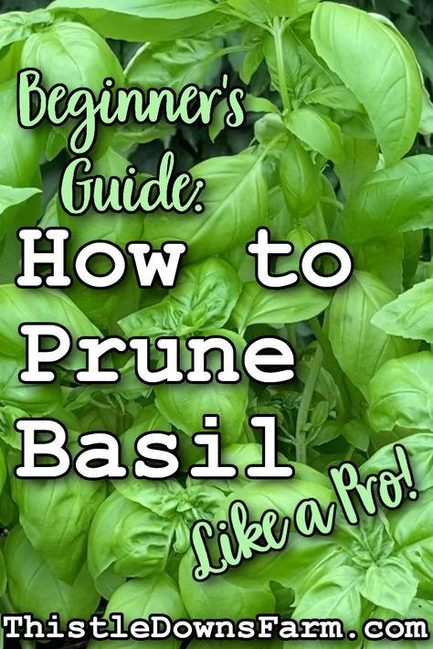 Pruning Basil Plants Video, How To Trim Basil Plant, Basil Storage, Pruning Herbs, How To Trim Basil, Basil Ideas, How To Prune Basil, Prune Basil, Pruning Basil