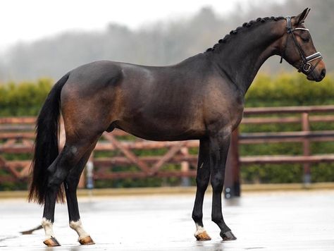 Horses & Equestrian Lifestyle on Instagram: “This stunningly beautiful gelding could be yours!! He is absolutely fantastic just 3 years old, 1.68m high and very nice movements and…” Horse Full Body Photo, Full Body Photo, Bay Horses, Horse Family, Horse Coat Colors, Warmblood Horses, Body References, Horses Equestrian, Horse Inspiration