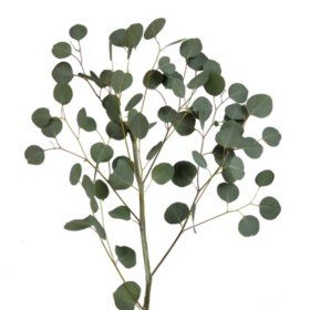 Silver Dollar Eucalyptus (40 stems) - Sam's Club Eculyptus Plant, Flowers Last Longer, Long Vase, Dollar Eucalyptus, Holiday Schedule, Silver Dollar Eucalyptus, Flower Care, Flower Food, Sam's Club