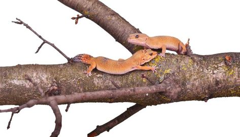 If you’re interested in breeding crested geckos and want to know how to breed crested geckos, know first that this task isn’t very difficult, but it will require a monetary … The post How to Breed Crested Geckos appeared first on SnakeTracks.com. Crested Gecko Breeding, Crested Gecko Care, Snake Care, Crested Geckos, Types Of Snake, Egg Incubator, Crested Gecko, Egg Laying, Gecko