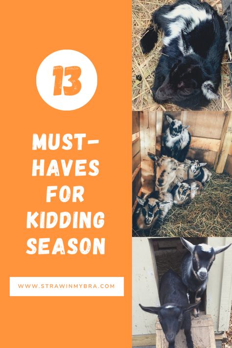 Goat Kidding Kit, The Cutest Animals, Goat Care, Goat Barn, Goat Kidding, Animals Care, Human Babies, Goat Farming, Preparing For Baby