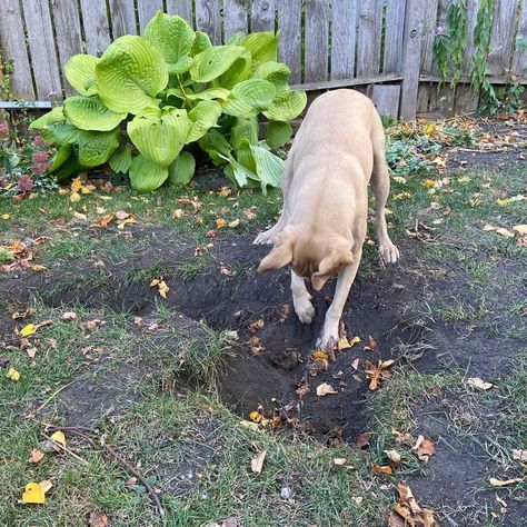 Filling Yard Holes Dug by Pets | Family Handyman Yard Landscaping With Dogs, Fill In Holes In Yard, Stop Dog Digging Holes Yards, Fill Holes In Yard, Diy Dog Digging Pit, Stop Dog From Digging Holes In Yard, Dog Digging Area, Dog Yard Ideas, Dog Yard Landscaping