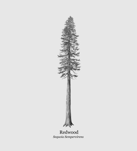 This is an illustration of a Redwood Tree (Sequoia Sempervirens) I just completed for a client. The drawing was made using Photoshop. Redwood Tree Drawing, Redwood Tattoo, Red Woods, Pine Tattoo, Wood Tattoo, Sequoia Sempervirens, Fire Fighter Tattoos, 16 Tattoo, Coastal Redwood