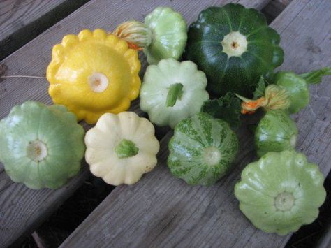 The different colors and sizes of pattypan squash. Pan Squash, Pattypan Squash, Squash Seeds, Csa Recipes, Garden Recipes, Squash Recipes, Summer Squash, Heirloom Seeds, Veggie Dishes