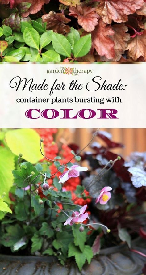 Made for the Shade: Low-Maintenance Fall Planters Bursting with Color Shade Container Plants, Planters For Shade, Perennials For Shade, Cool Characters, Fall Garden Vegetables, Ivy Plants, Fall Planters, Low Maintenance Garden, Container Gardening Vegetables