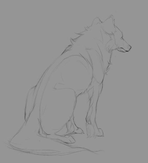 Wolf Sitting, Wolf Drawings, Wolf Poses, Anime Wolf Drawing, Jin Jang, Wolf Sketch, Canine Drawing, Wolf Drawing, Canine Art