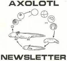 Axolotl Newsletter Archives Tiger Salamander, Frog Species, Book Advertising, Cell Cycle, Unit Study, Indiana University, Zoology, Study Unit, Life Cycle