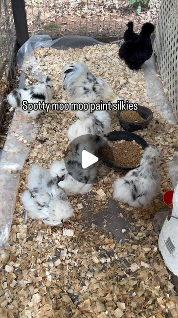 Jersey Silkies | Lavern Clarke on Instagram: "Welcome to my paint pen. I have a love-hate relationship for paint. They are the hardest silkie color to breed. But this chick love challenge bring it on. 😂 It’s all about patience and time, and I am here for the ride. 🖤🐄💨

🌱🌷 like and follow for more friends.

#mychicken #mychickens #mychickencoop #homestead #homesteading #farmlifebestlife #farmlife #farmstead #farmlove #silkiebreeder #backyardchickens #silkies #silkie  #silkiechickens #petchicken #backyardflock #silkiesofinstagram #chickens #newjersery #farmlife #poultry #backyardpoultry #backyardpoultrymag #backyardchickens #countryliving #cityyolks #fluffychicken #njfarms #newjerseyfarm #paintsilkies #chicks" Fluffy Chicken, Silkie Chickens, Backyard Poultry, Backyard Flocks, Love Challenge, Pet Chickens, Paint Pens, Chickens Backyard, Farm Life