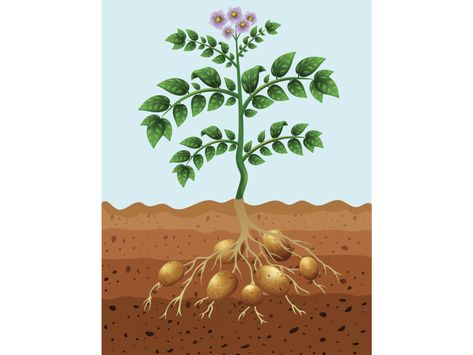 How to Grow Potatoes From Potatoes Grow Potatoes From Potatoes, Potatoes Planting, Potato Growing, Fairy Garden Fence, Rockery Garden, Grow Potatoes, Potato Varieties, Healthy Potatoes, Planting Potatoes