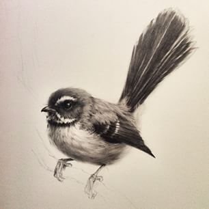 NZ Fantail Tui Painting, Fantail Drawing, Piwakawaka Tattoo, Fantail Tattoo, Wagtail Tattoo, Nz Fantail, Watercolour Moon, Art Flash Tattoo, Art Flash