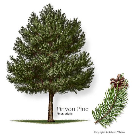 Pinyon Pine - Slow growing native often used as a living Christmas Tree ... and wildlife loves it. Drought tolerant & prefers alkaline soils... and cute pinecones!:: Could be cute along side of house, near the front. :) Pinyon Pine, Living Christmas Tree, Texas Trees, Desert Willow, Orchid Tree, Bald Cypress, Mountain Laurel, Specimen Trees, Crape Myrtle