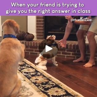 Funny Golden Pup Tries to Help Pup Get Treat! | puppy | "THIS is why you need to study!!!" 🦴🐶💕🤣 | By The Pet CollectiveFacebook Funny Instagram Posts, Boxer Mom, Dog Playing, Cute Dog Photos, Best Bud, Life Story, Boxer Dogs, Dog Gifs, To Study