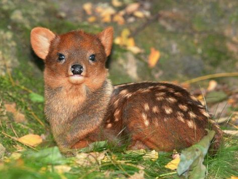 Pudu, world's smallest deer! Can be found in Brazil and Argentina! Thinking About Him, Deer Species, Small Deer, Deer Photos, Lovely Creatures, Rare Animals, Silly Animals, Like Animals, Baby Deer