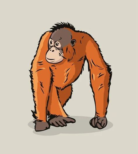 Orangutan Cartoon, Laugh Cartoon, Monkey Icon, Reading Cartoon, Indian Animals, Emoji Drawings, Cartoon Monkey, Animal Icon, Monkeys Funny