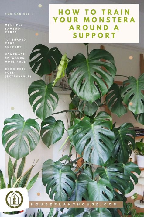 How to train your monstera around a support - HOUSEPLANTHOUSE Monster Plant, Monstera Plant Care, Tattoo Plant, Plant Care Houseplant, Indoor Plant Care, Inside Plants, Big Plants, Garden Nursery, Monstera Plant