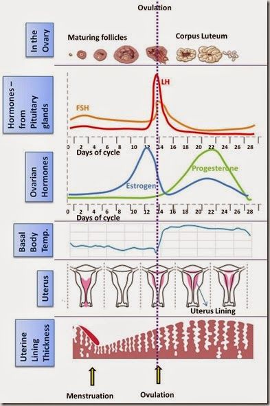 Introduction:  Hormones are chemical messengers in our body that help in normal physiology of our brain, heart, bones, muscles and reprodu... Future Lpn, Ultrasound Student, Nursing Style, Pa Life, Midwifery Student, Diagnostic Medical Sonography, Mcat Study, Menstrual Cups, Nurse Midwife