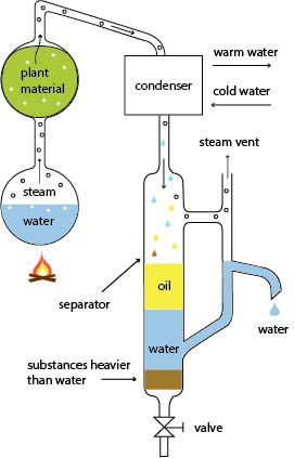 Steam Distillation Essential Oils, Hydrosol Distillation, Essential Oil Still, Oil Distiller, Oil Extraction, Essential Oil Distiller, Homemade Essential Oils, Essential Oil Extraction, Making Essential Oils