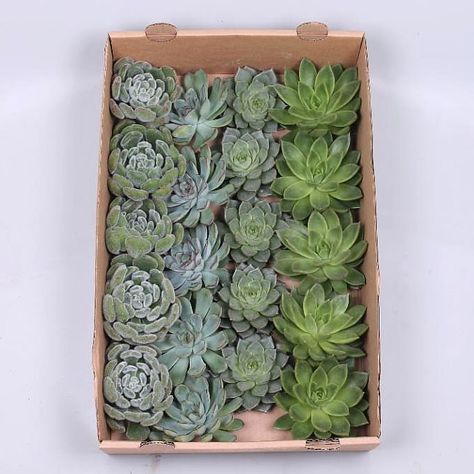 <p> ECHEVERIA GREEN MIX, also known as decorative succulents, are approx. 9cm wide. They are very popular for wedding flower arrangements and for corporate events, in advertising & product packaging.</p> Wholesale Succulents, Dutch Flowers, Succulents Decor, Florist Supplies, Florist Shop, Flowers Delivered, Wholesale Flowers, Floral Accessories, Wedding Flower Arrangements